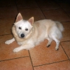 Knut