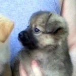 Fienchen