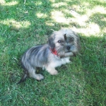 Filou