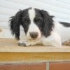 Fresa