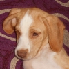 Limon