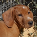 Biscocho