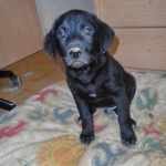 Esteso