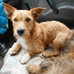 Viko
