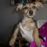 Elfo