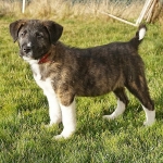 Laya
