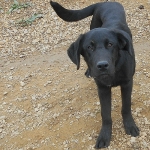 Pancho