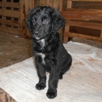 Trudi