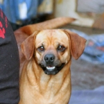 Dolly