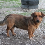 Halina