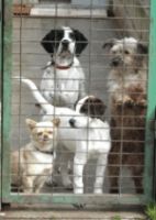 b_300_200_16777215_0_0_images_wichtigeBeitraege_hundtierheim1.jpg